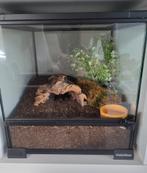 Ingericht terrarium habistat 30x30x30, Dieren en Toebehoren, Ophalen, Zo goed als nieuw, Terrarium of Paludarium