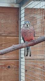 bourke man wildkleur, Dieren en Toebehoren