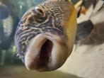 Tetraodon mbu xxl, Vis, Zoetwatervis