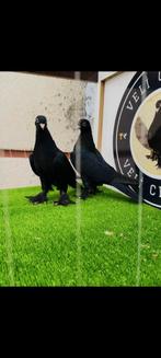 Takla duiven, origineel Mardin, te koop. 300 Euro, Dieren en Toebehoren, Vogels | Duiven