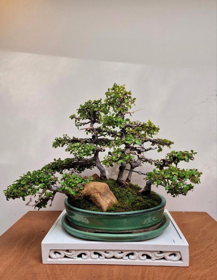 Prachtige 28j Chinese iep Yose-ue., Tuin en Terras, Planten | Bomen, Minder dan 100 cm, Volle zon, Bloeit niet, In pot, Ophalen