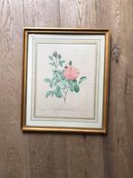 Lithographie Pierre Joseph Redouté excellent état, Enlèvement ou Envoi, Utilisé