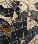 Marans kippen, Dieren en Toebehoren