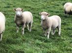 Poll dorset lammeren, Mannelijk, Schaap, 0 tot 2 jaar