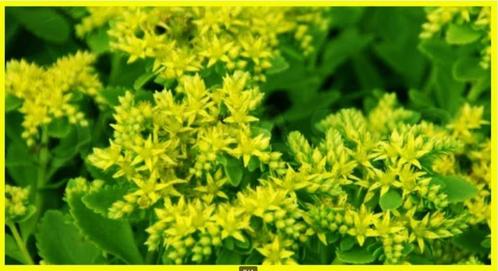 Sedum met prachtige GELE bloempjes = Helpt de Bijen !, Jardin & Terrasse, Plantes | Jardin, Plante fixe, Hiver, Enlèvement