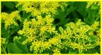 Sedum met prachtige GELE bloempjes = Helpt de Bijen !, Enlèvement, Hiver, Plante fixe