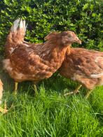 Legkippen, Dieren en Toebehoren, Pluimvee