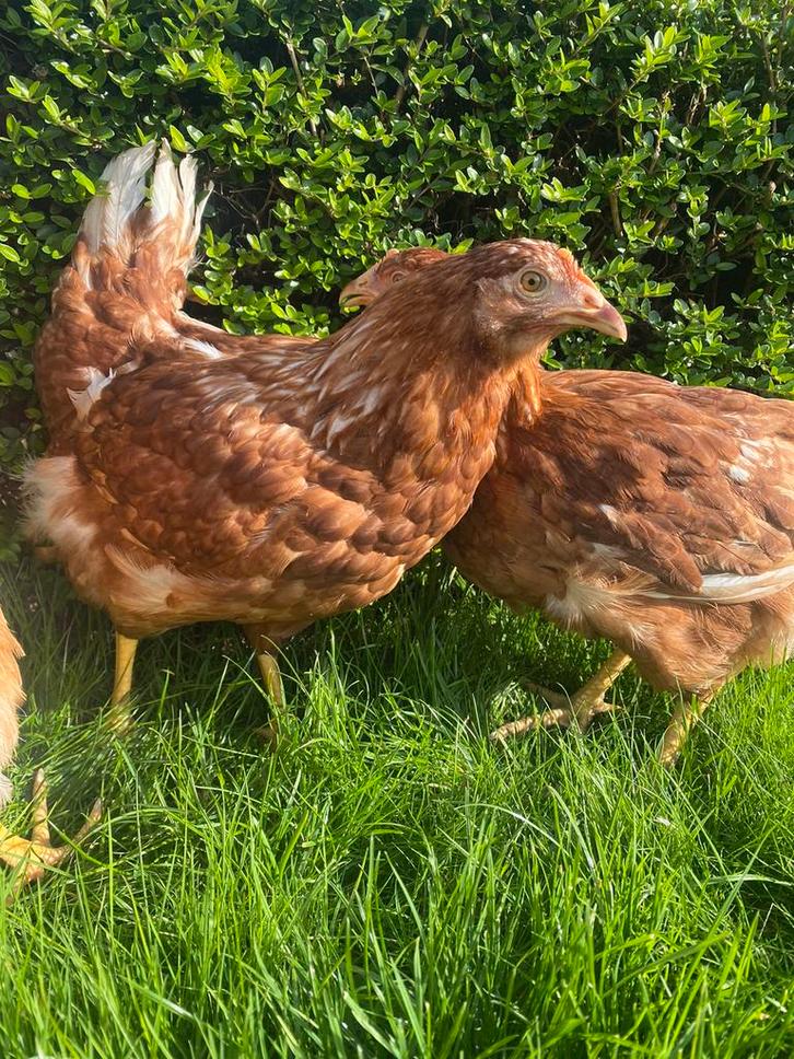 Legkippen, Dieren en Toebehoren, Pluimvee