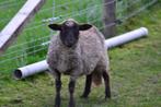 Schapen/lammetjes, Dieren en Toebehoren, Schapen, Geiten en Varkens, Meerdere dieren, Schaap, 0 tot 2 jaar