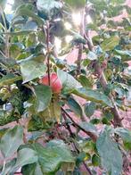 Appelboom, Ophalen