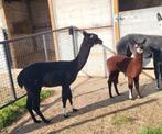 Alpaca´s te koop op reservatie., Dieren en Toebehoren, Mei, Meerdere dieren