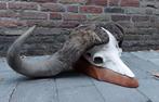 XXL schedel buffel afrika taxidermie opgezette skull jacht, Ophalen, Wild dier, Schedel