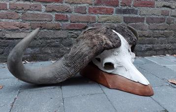 Yacht à tête de mort en peluche XXL Buffalo Skull Africa Tax, Enlèvement, Animal sauvage, Crâne