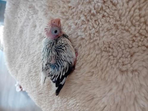 Valkparkiet voor handopfok, Dieren en Toebehoren, Vogels | Parkieten en Papegaaien