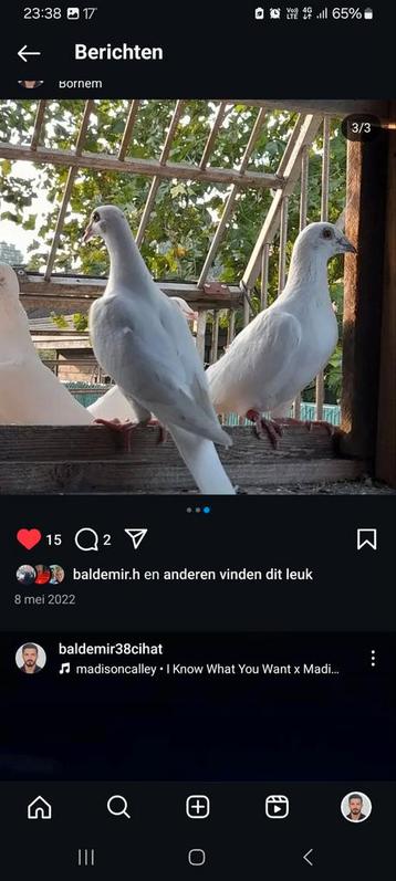 Te huur bruidsduiven  beschikbaar voor biedingen