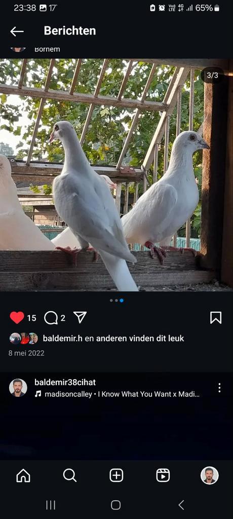 Te huur bruidsduiven, Hobby en Vrije tijd, Feestartikelen | Verhuur, Ophalen of Verzenden
