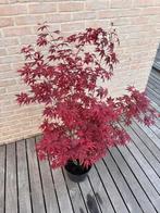 Acer Palmatum “Atropurpureum”, Tuin en Terras, Volle zon, Vaste plant, Lente, Ophalen
