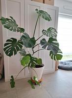Mooie monstera plant, Ophalen