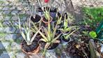 Aloe Vera, Tuin en Terras, Planten | Tuinplanten, Volle zon, Vaste plant, Bloeit niet, Ophalen