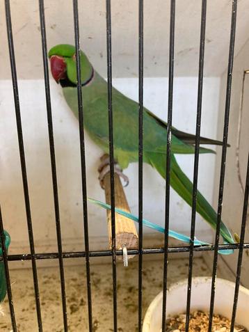 Halsband man violetgroen gezoomd beschikbaar voor biedingen