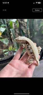 Wimpergekko lilly white vrouw Ruby, Dieren en Toebehoren