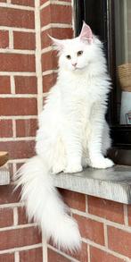 Twee schitterende  XXL Maine Coon zusjes met stamboom! ️, Dieren en Toebehoren, Kater, Gechipt, 0 tot 2 jaar