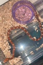 korenslangen, Dieren en Toebehoren, Slang, 0 tot 2 jaar