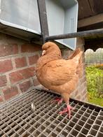 King Duif geel bont, Dieren en Toebehoren, Vogels | Duiven