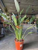 Strelitzia Reginae - Paradijsvogelbloem, Tuin en Terras, Ophalen