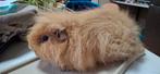 CH Teddy Beertje ongeveer 2 jaar oud, Animaux & Accessoires, Mâle, Domestique, Janvier, Cobaye
