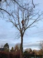 Elagage et abattage tout types d'arbres, Enlèvement ou Envoi