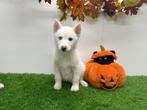 Witte Siberische Husky pups, Dieren en Toebehoren, België, CDV (hondenziekte), 8 tot 15 weken, Poolhond