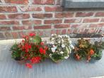 Allerlei Kalanchoë blossfeldiana, Huis en Inrichting, Ophalen