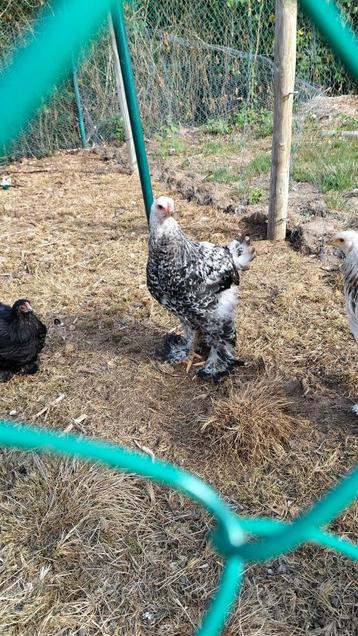 Brahma zalm haantjes, Mâle, Poule ou poulet