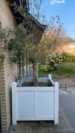 Witte bloembak 1m x 1m met olijfboom, Tuin en Terras, Planten | Bomen, Ophalen