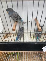 Blackface grasparkieten, Dieren en Toebehoren, Vogels | Parkieten en Papegaaien, Meerdere dieren, Parkiet, Geringd