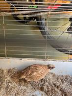 Japanse kwartel haan, Dieren en Toebehoren, Mannelijk