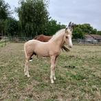 Beloftevol elegant brp hengstveulen, Dieren en Toebehoren, Gechipt, Springpony, 0 tot 2 jaar, Hengst