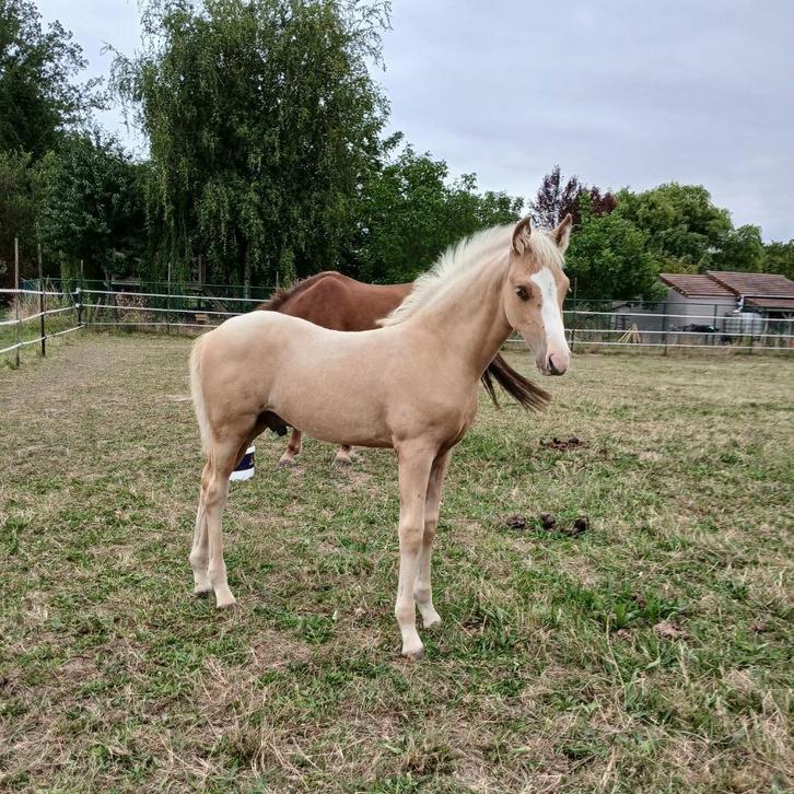 Beloftevol elegant brp hengstveulen, Dieren en Toebehoren, Pony's, Hengst, Onbeleerd, D pony (1.37m tot 1.48m), Springpony, 0 tot 2 jaar