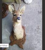 OPGEZET  TROFEE   REE, Verzamelen, Dierenverzamelingen, Ophalen of Verzenden, Zo goed als nieuw, Hert, Opgezet dier