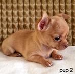 Chihuahua pups (kortharig), Dieren en Toebehoren, België, Particulier, CDV (hondenziekte), 8 tot 15 weken