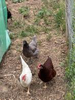 Broedeieren kruisingen Araucana, Dieren en Toebehoren, Pluimvee, Geslacht onbekend, Kip