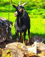 Dwerggeitjes bok, Dieren en Toebehoren, Schapen, Geiten en Varkens, Mannelijk, Geit, 0 tot 2 jaar