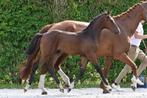 Prachtig merrieveulen te koop, Dieren en Toebehoren, Paarden, Merrie