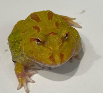 Pacman kikker – opvallende en grappige terrariumbewoner beschikbaar voor biedingen