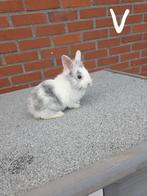 Dwergkonijn