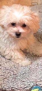 Maltipoo teefje, Dieren en Toebehoren, Honden | Chihuahua's en Gezelschapshonden, België, Fokker | Hobbymatig, Overige rassen