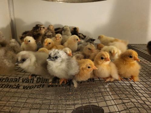 Eendagskuikens, Dieren en Toebehoren, Pluimvee, Kip, Geslacht onbekend