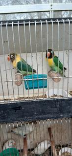 Koppel personata.s te Koop, Animaux & Accessoires, Oiseaux | Perruches & Perroquets