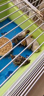 caille de chine, Dieren en Toebehoren